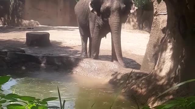 Elephant drinking and playing in the water