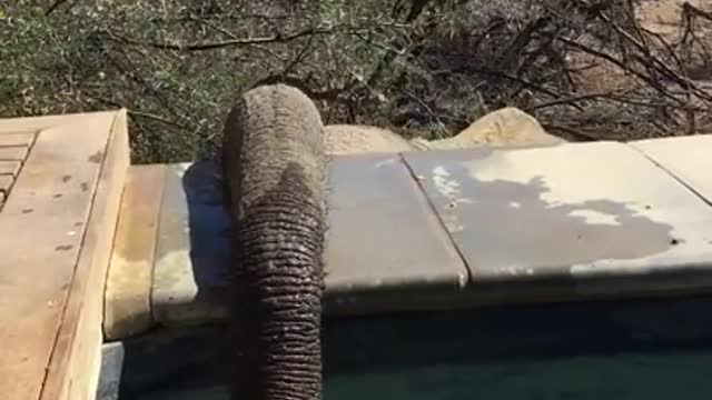 Elephant drink swimming pool water