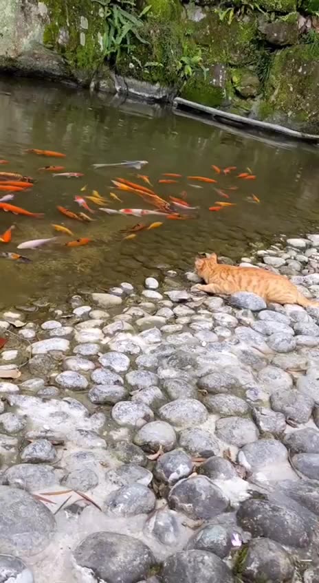 Poor fishy didn’t expect that