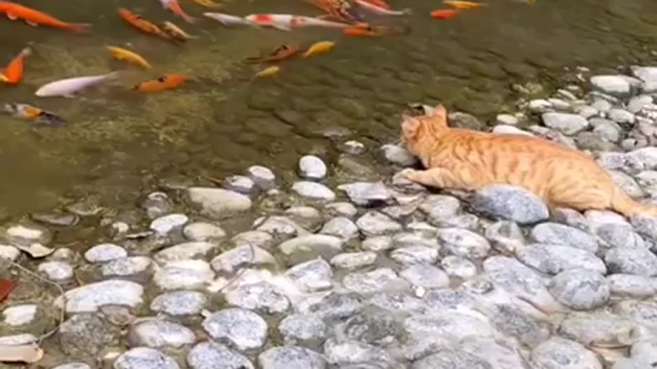 Poor fishy didn’t expect that