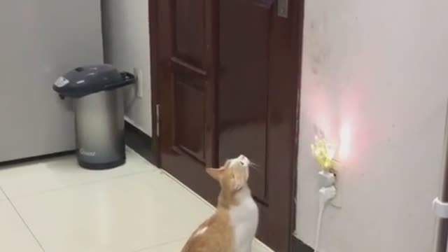 Clever Cat Opens the Door