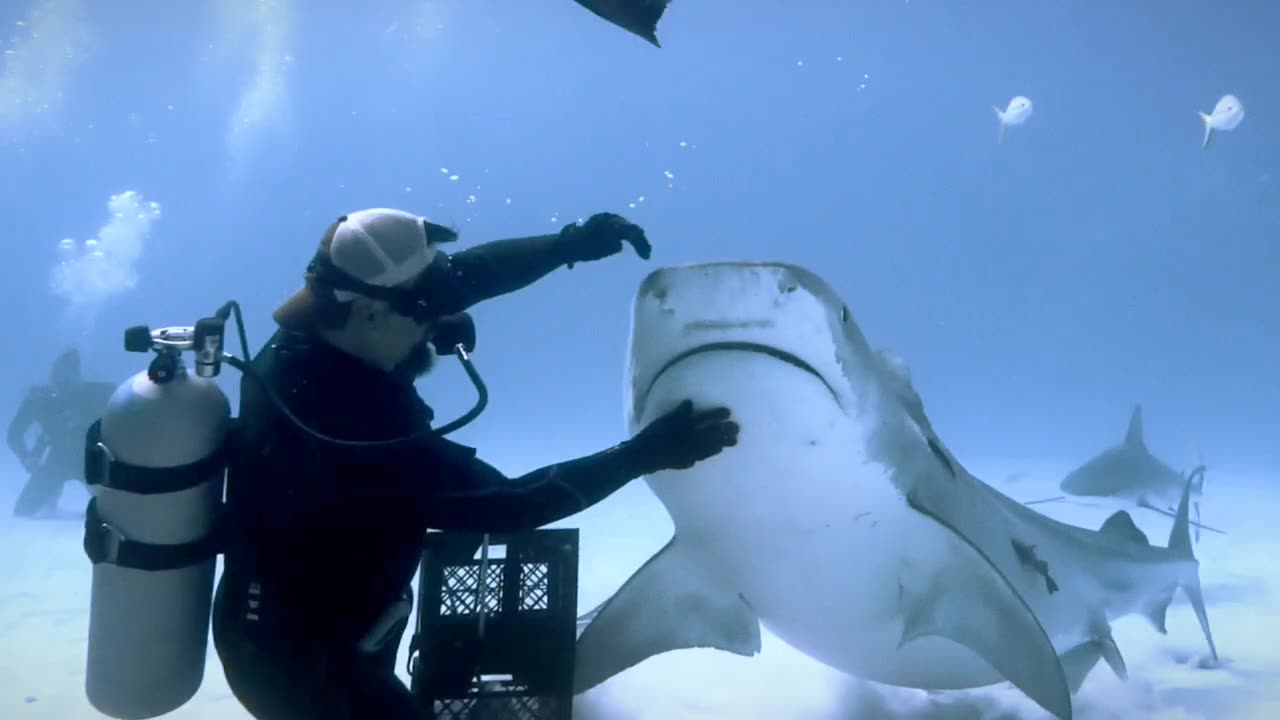 swimming with sharks 😱🦈