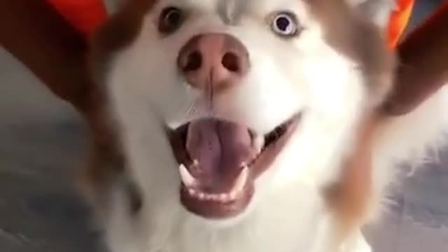 Husky Dog Morphs Into Wild Beast Look Alike Instantly