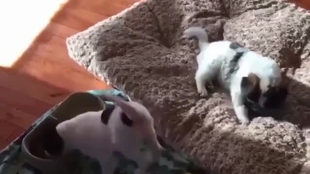 Best Funny Animal Videos 2022 😺 Funny Dog Videos 2022 😁 Funniest Dog Videos 😁😇