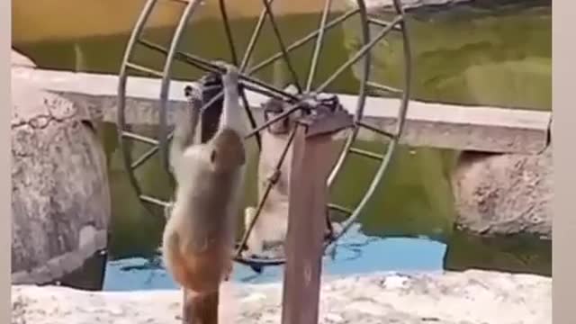 Monkey Funny Dance