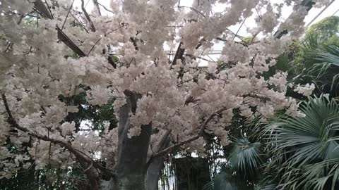 White flowers, beautiful