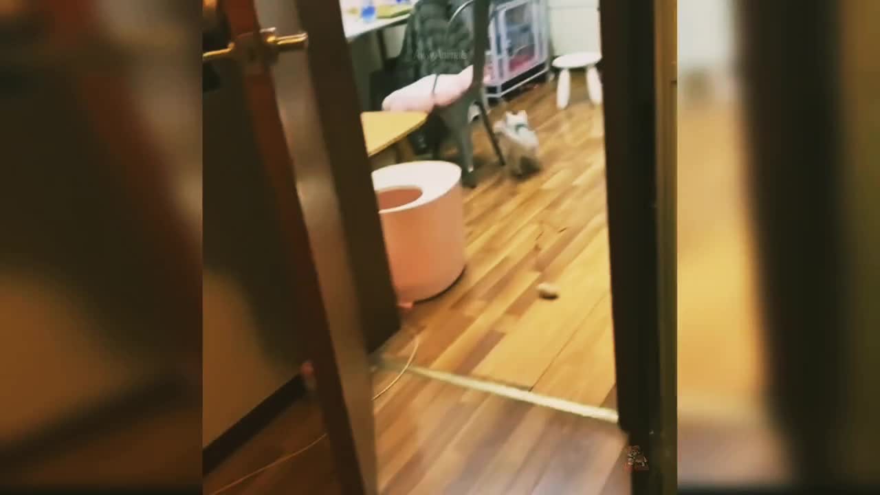 How cat react when seeing