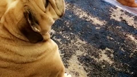 Dog sits still for photoshoot