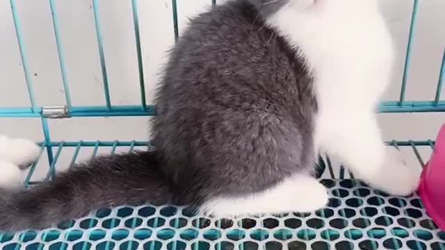 A little silly cat