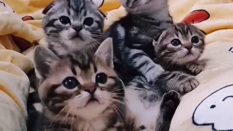 flirty and cute baby cat videos