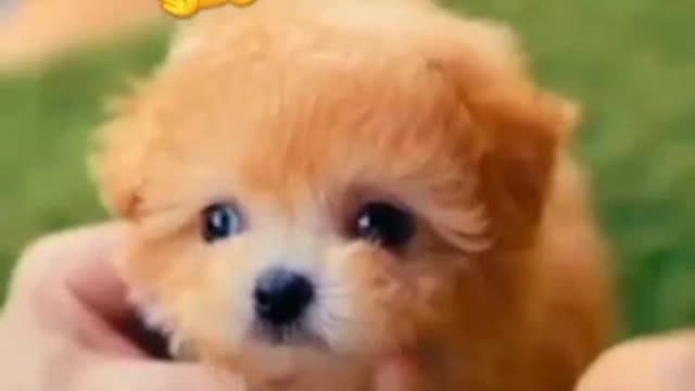 Cute pupyy🐶🐶#pets #shorts #petlover #tiltokvideo