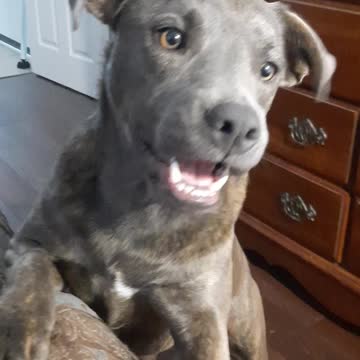 Claire Bear 🐻 Asks Me To Play A Lot 🤣😂