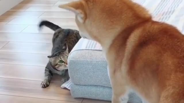 Shocked, the dog saw what the cat was doing and was attacked