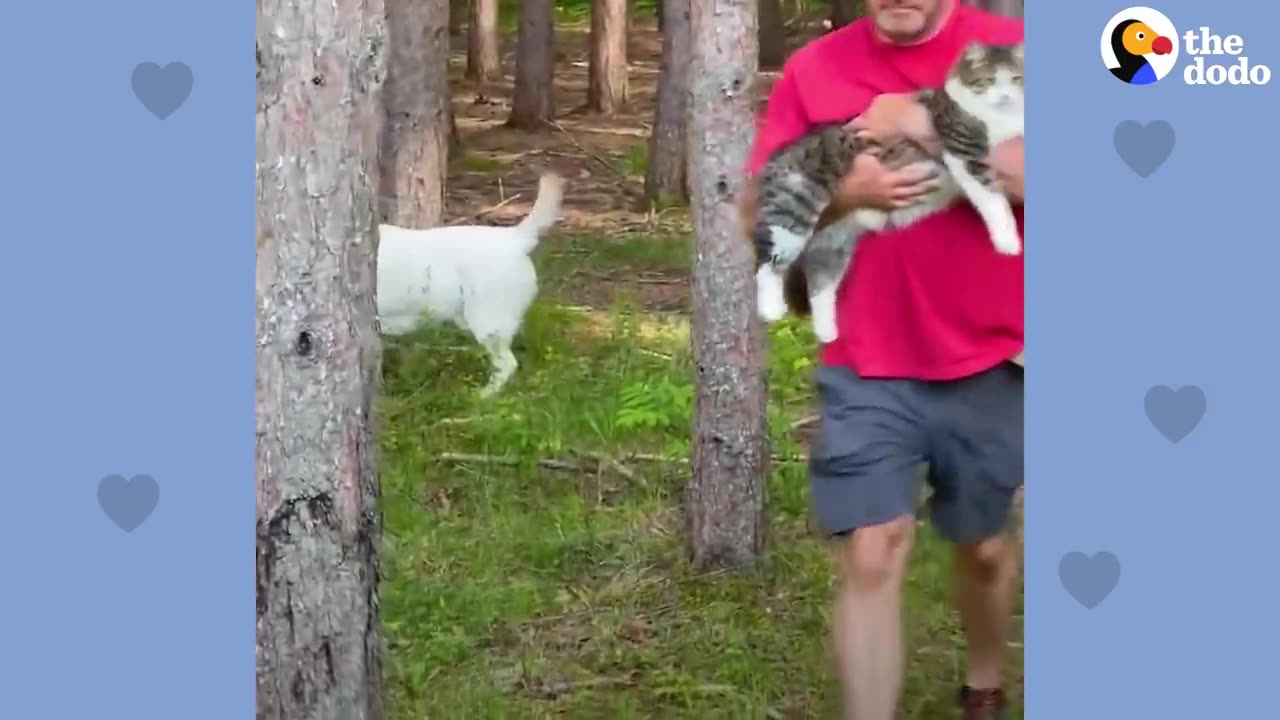 Cat Becomes Totally Obsessed With His 'Dog Person' Dad | The Dodo Soulmates