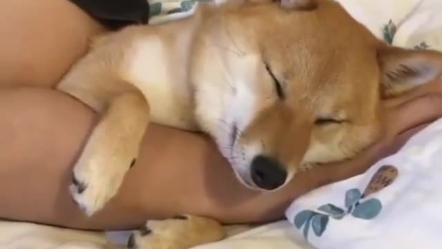 The puppy needs to rest on the owner's arm to sleep peacefully