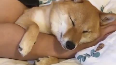 The puppy needs to rest on the owner's arm to sleep peacefully