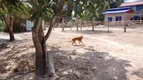 Fake tiger prank with Dog