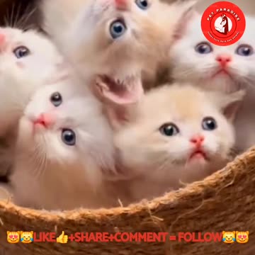 🐾😹"Baby Kitten's Adorable Meowing Moments"🐾😹