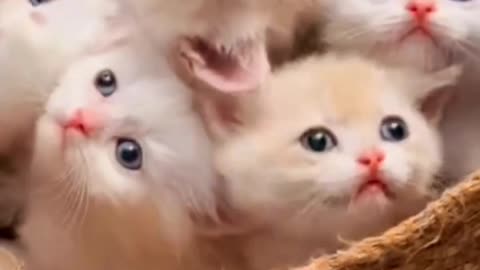 🐾😹"Baby Kitten's Adorable Meowing Moments"🐾😹