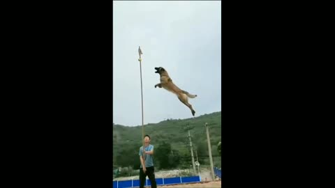 How to train a dog by indian army