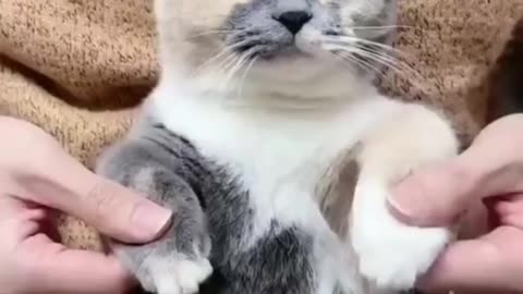 funny videos cute cat