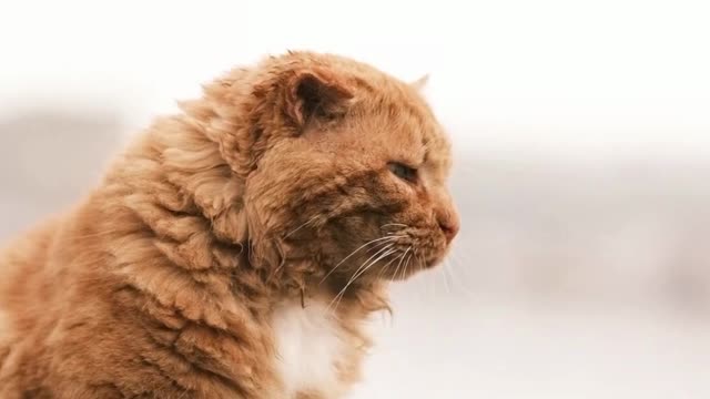 cute baby cats | funny moments | #short