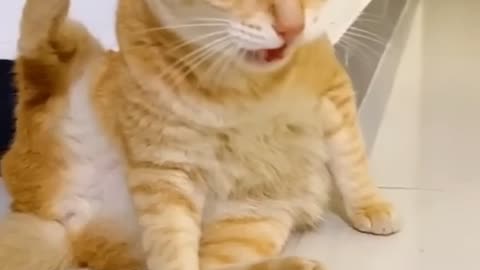 Funny cat