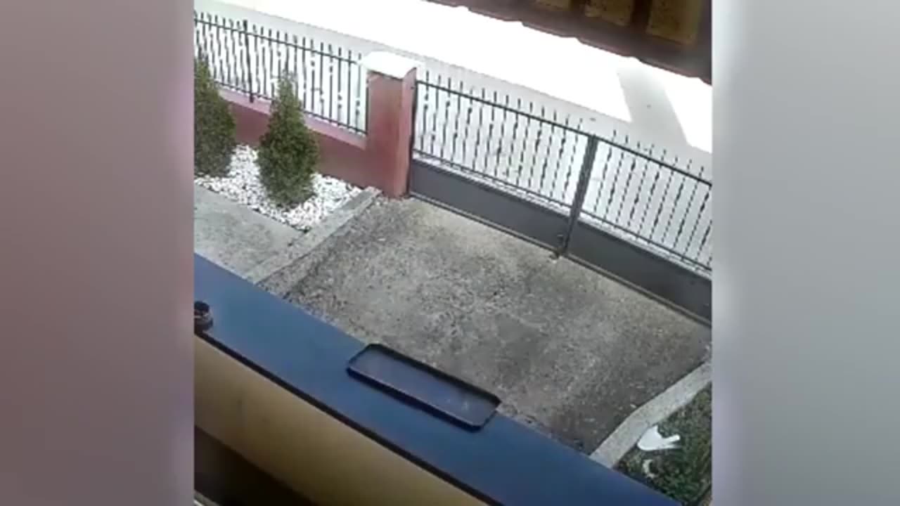 Ultimate funny dog and cats