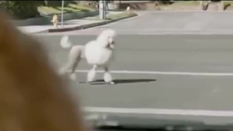 Perros graciosos 🐶😂😂😂