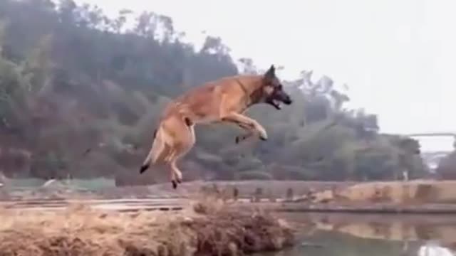 Dog take the long jump