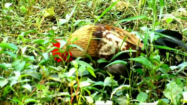 Hen Amazing Crossing | Most energetic Rooster.Hen is in shock. Le coq le plus énergique.Funny Videos