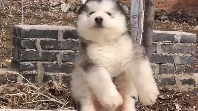 Funniest and Cutest Puppies
