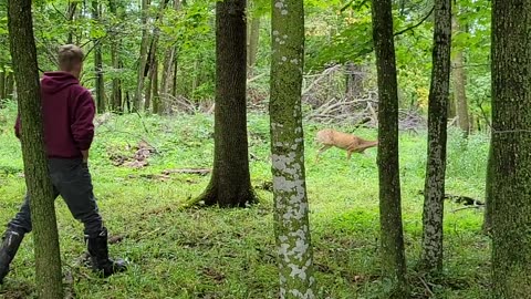 Wild deer close up