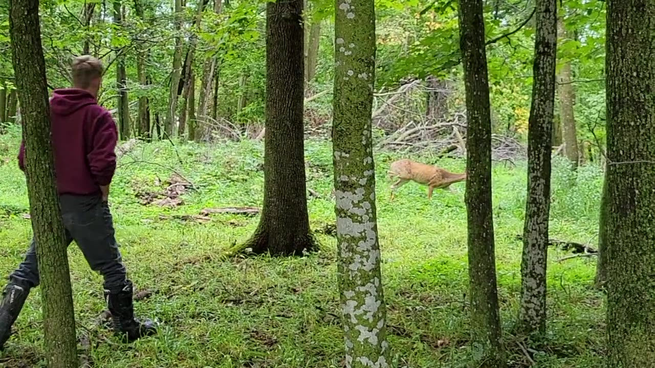 Wild deer close up