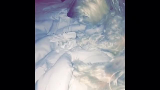 White dog growling and eating paper in bed