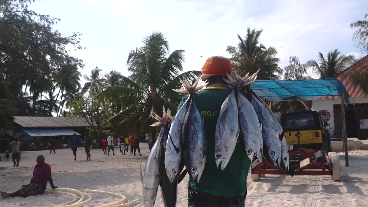 Black African Man is Carrying Tuna Fishes on the Street Fish Market in Nungwi village