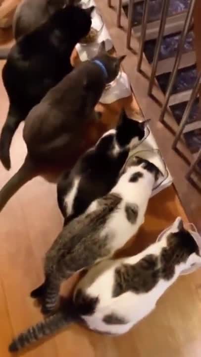 Cats Saying "Nom Nom Nom" While Eating Compilation