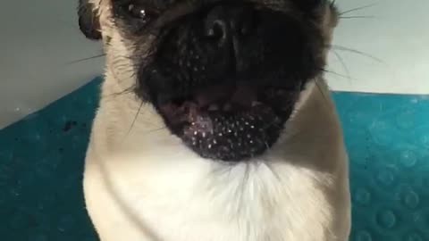 Funny pug doesn't like bath time!