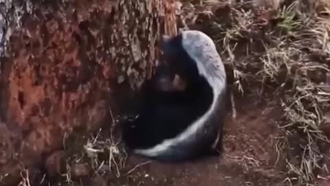 Tasty animal (honey badger)