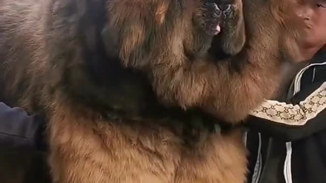 Strangest Dog 🐕 Tibetan giant mastiff