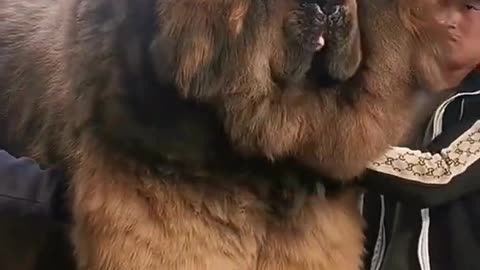 Strangest Dog 🐕 Tibetan giant mastiff