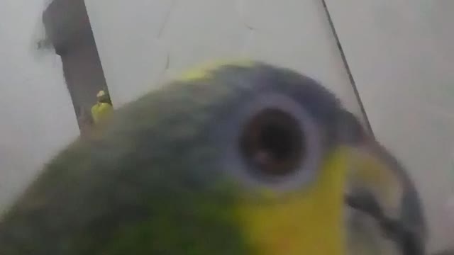 watch parrot bites the phone screen!