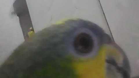 watch parrot bites the phone screen!