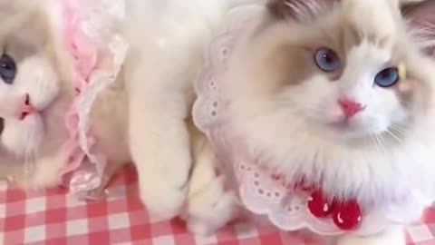 Aww cute funny cat videos Part 1