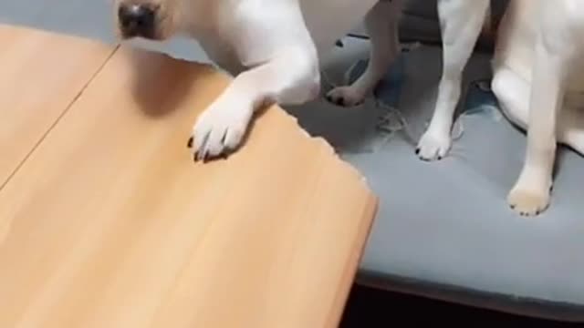 You will get stomach ache from laughing so hard,funny dog