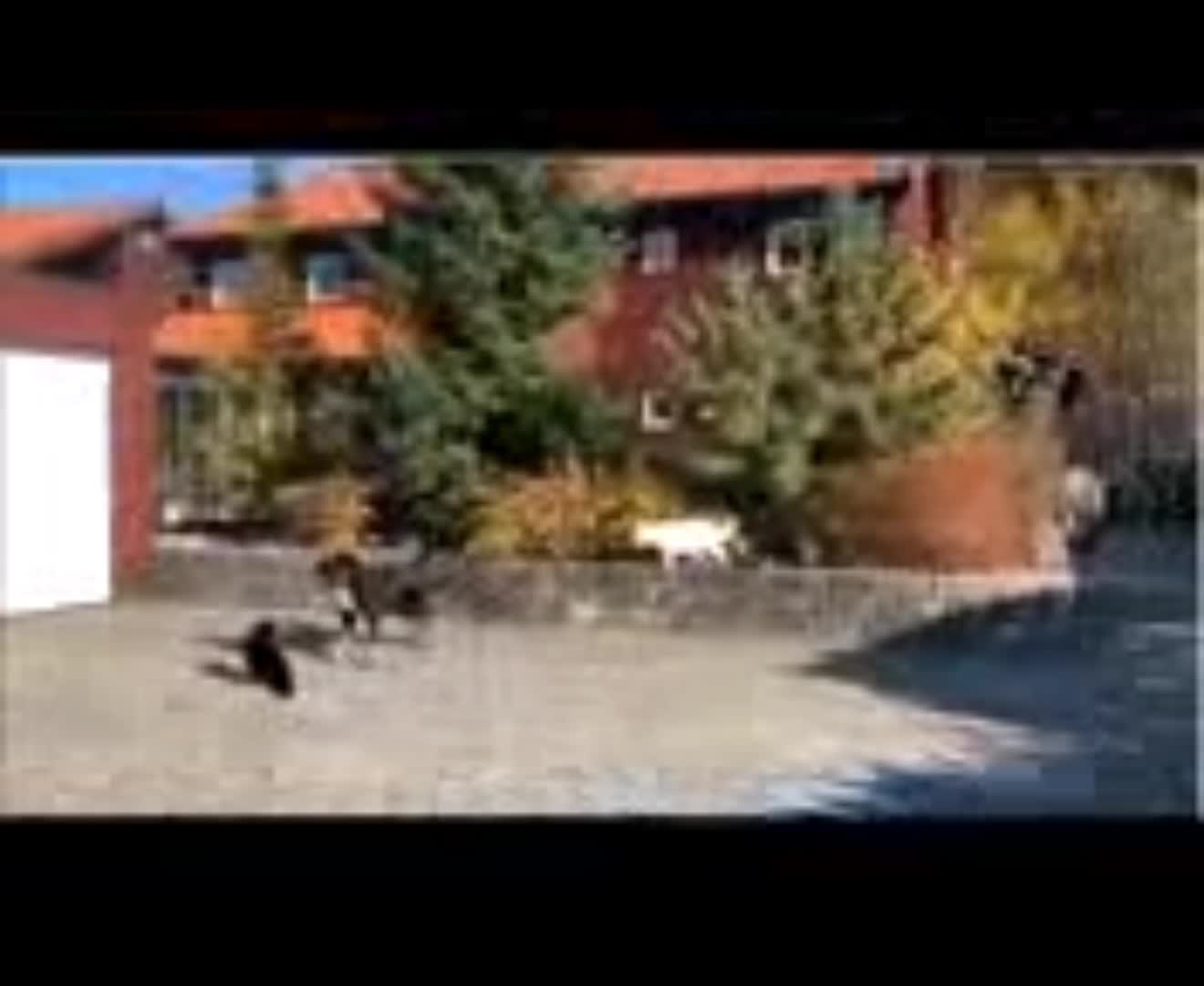 animal fight 4 cats and 1 dog