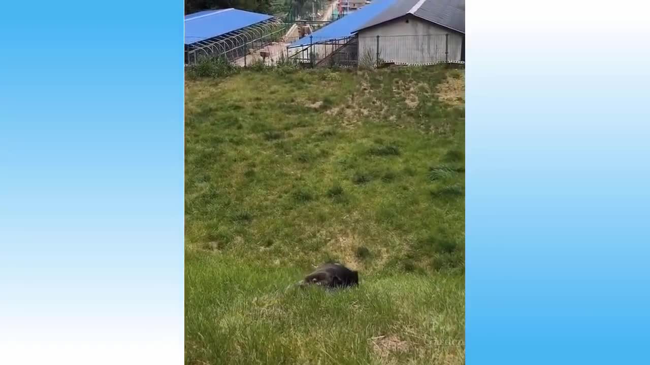 Cat playing a ball of table tennis ball