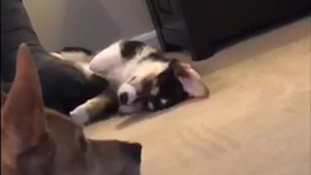 Black white dog corgi laying on back in distance of living room cant find comfortable position