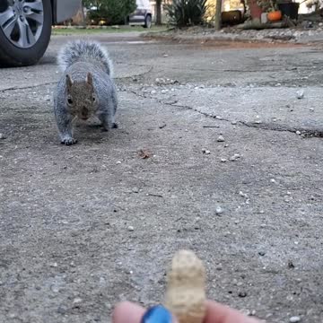 Squirrel Bites Finger By Mistake