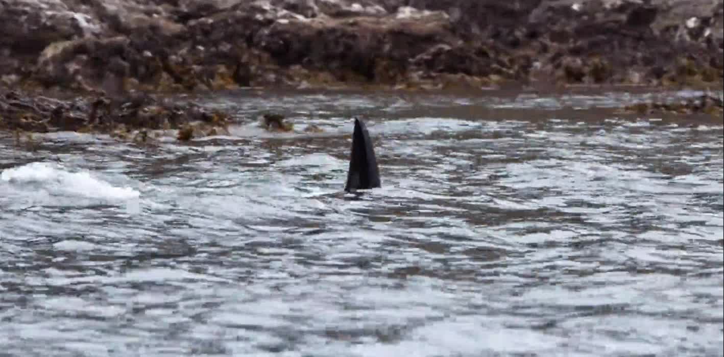 rely on the echolocation function; Some species are